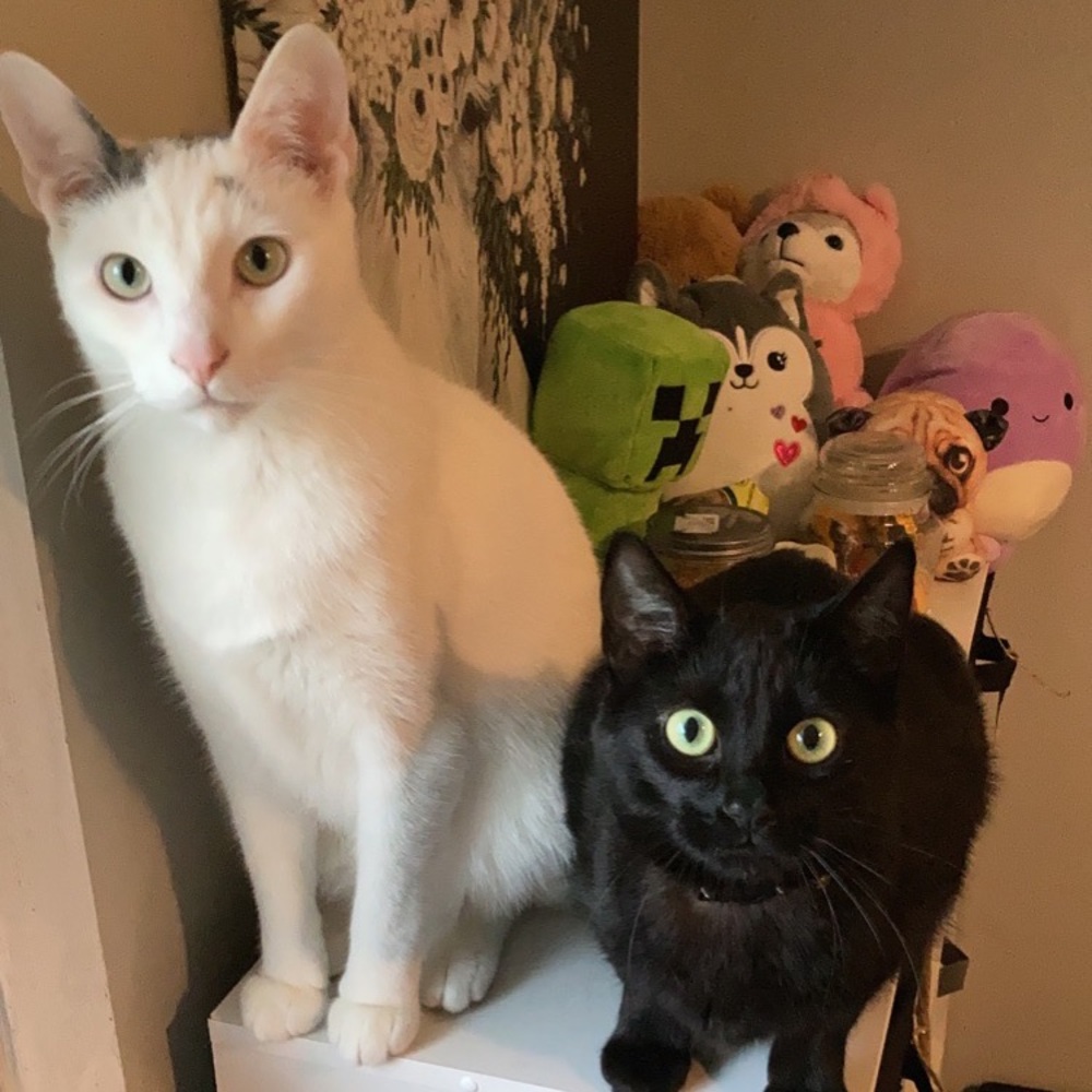 Meet your Posher, Liz